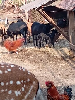 Kamerunské stáří 4mesice - 2