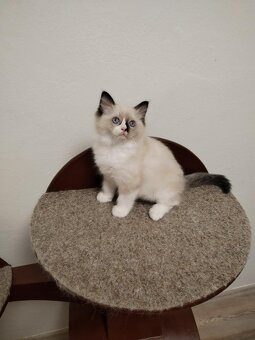 Ragdoll s PP - 2