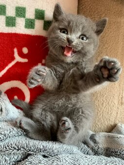 Britská koťátka - holčička - 2