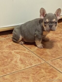 Francouzský buldoček - 2