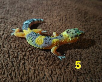 Gekončík noční - 2