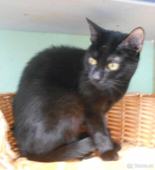 Černá, hodná 2letá Žofinka s výraznýma očima - 2