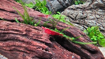 Akvarijní krevetky Neocaridina davidi "Red Cherry" - 2