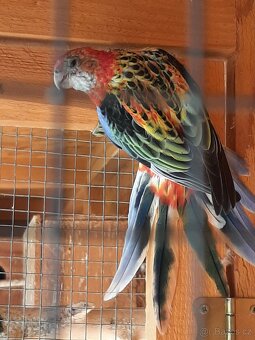 Rosela pestra červená 0.1 - 2