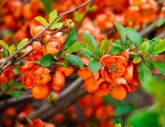 KDOULE POMERANČOVA - Kdoulovec Nivalis - 2