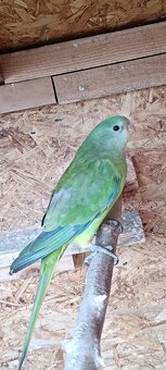 Papoušek Nádherný - 2