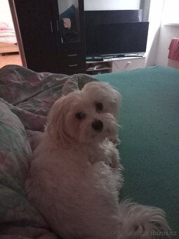 Maltézský psik - 2