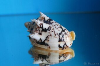 Cymbiola chrysostoma - 2