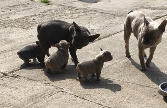 Francouzský buldoček - 2