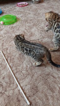 Bengalská kočka-koťátka s PP - 2