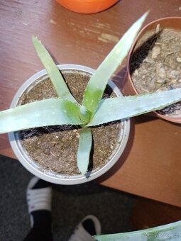 Aloe - 2