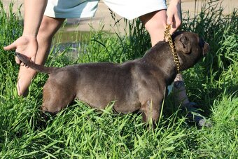 exotic bully micro fena - suka - 2