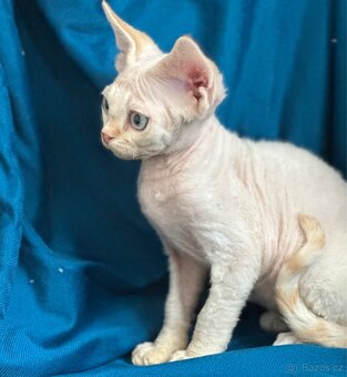 Devon rex - 2