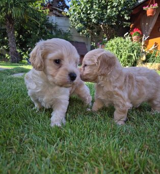 Maltipoo - 2