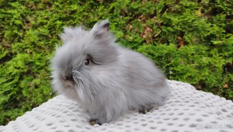 Zakrslý králík, králíček -(TEDDY)-OLIVIE - 2