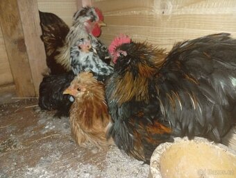 Kočinka, wyandotka, Hedvábnicka - 2