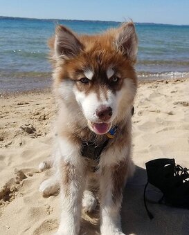 Rozkošné štěně huskyho hledá nový domov - 2