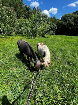 Shetland pony - 2