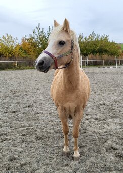 Welsh pony A - 2