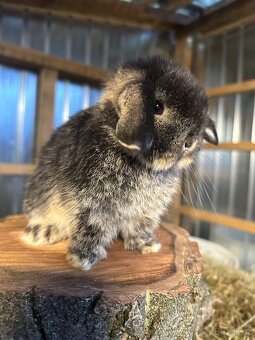 Minilop - zakrslý beránek - 2