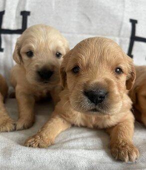 Zlatý retrívr štěňata bez PP - 2