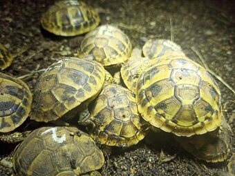 želva vroubená, zelenavá, žlutohnědá - 2