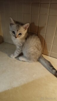 Britský kocourek s PP - 2