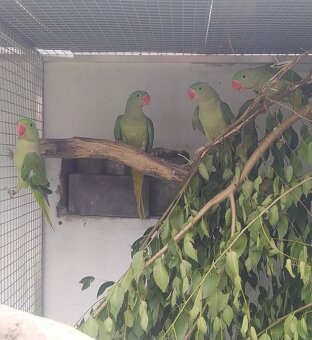 Prodám Alexandr velký - 2