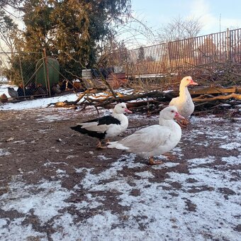 Kachna pižmová - 2