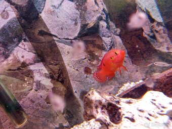 Tlamovec perlovka rudá - 2