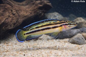 cichlidy Tanganika - 2