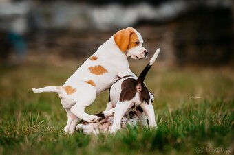 Arlo Bigladybugs - anglický pointer s PP - 2