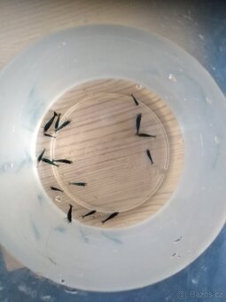 Modrá kreveta neocaridina krevetka - 2