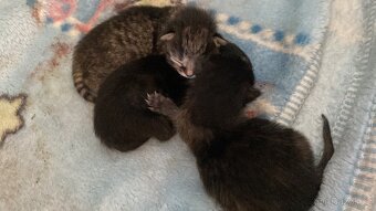 Májová koťátka🐈⬛🐈🐈⬛ - 2