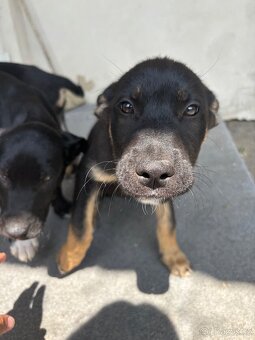 Křížená štěňátka Labrador x Husky - 2