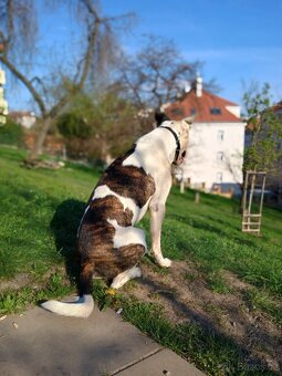 Nabízím Krytí pejsek (Pitbul se stafordšírský teriér) - 2