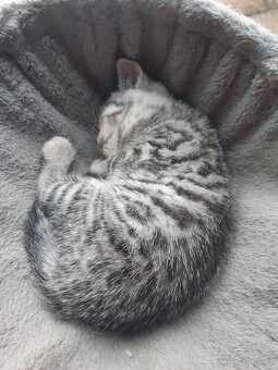 Britská koťata whiskas - 2