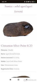 Morče dospělá samička - 2