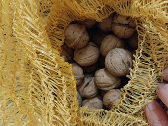 Vlašske ořechy neloupane - 2