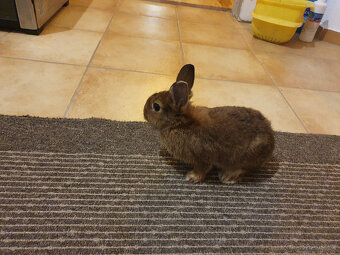 Zakrslí králíci - 2