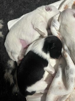 Německý špic střední s PP - 2