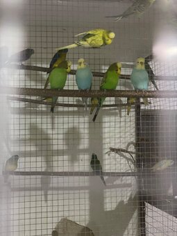 Andulky letošni - 2