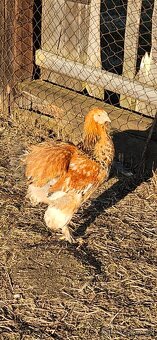 Brahmanka velká - 2