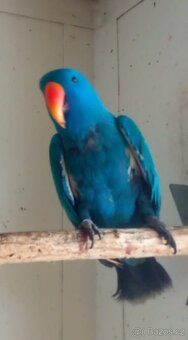 Eklektus polychloros - 2