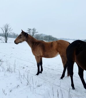 Tříletá reining klisna American Quarter Horse, Euro Futurity - 2
