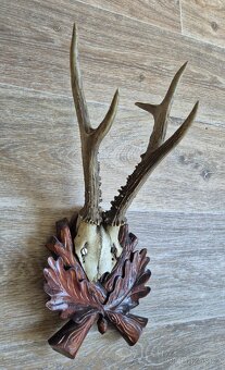 Srnčí trofej, parůžky - 2