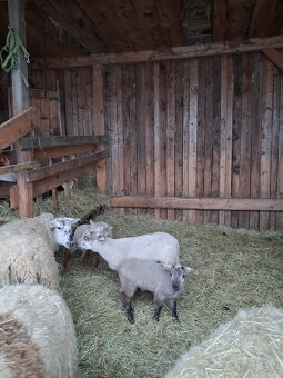 Jehňata - beránci - 2