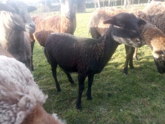 Kamerunské ovce - 2