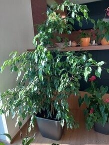 vzrostlý fikus - výška cca 2,5 m - 2