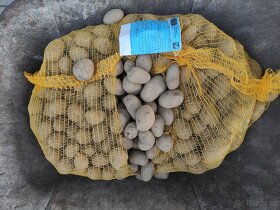 Sadbové brambory ANTONIA - 2